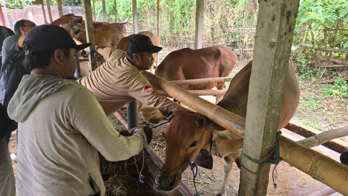 Cegah LSD Meluas, Ratusan Sapi di Jembrana Disuntik Vaksin