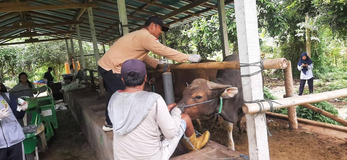 Cegah LSD Meluas, Ratusan Sapi di Jembrana Disuntik Vaksin
