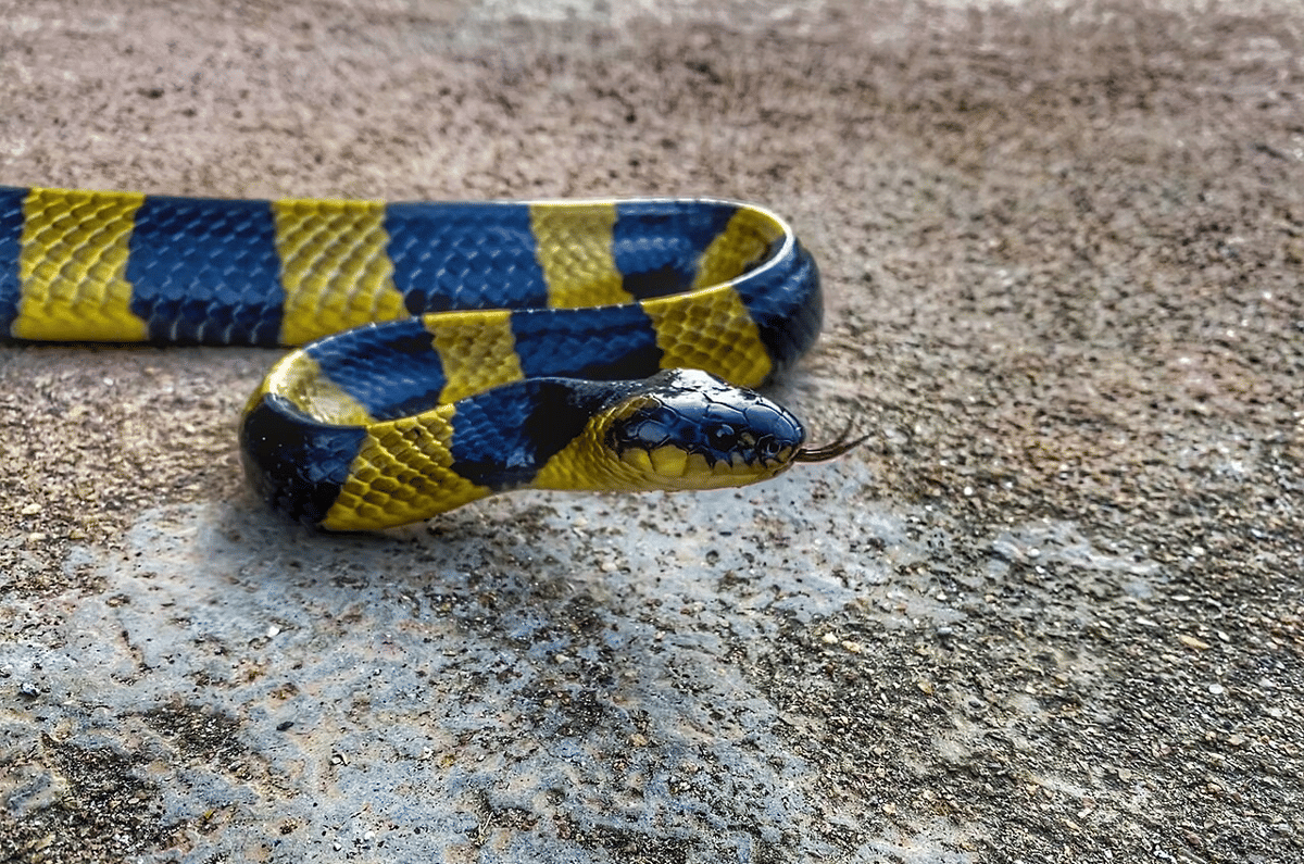 ular berbisa