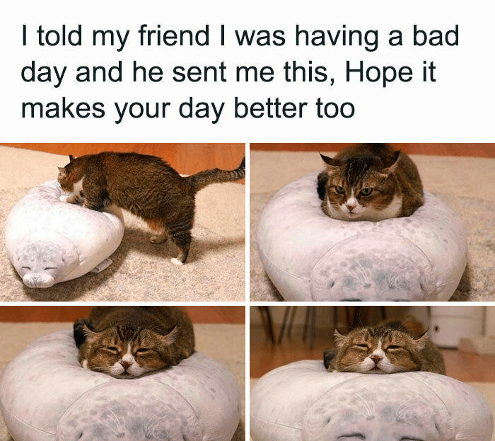 meme kucing tentang bantal