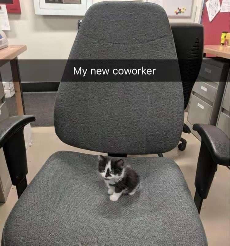 meme kucing tentang rekan kerja