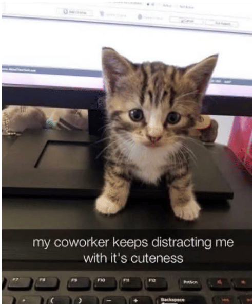 meme kucing tentang rekan kerja