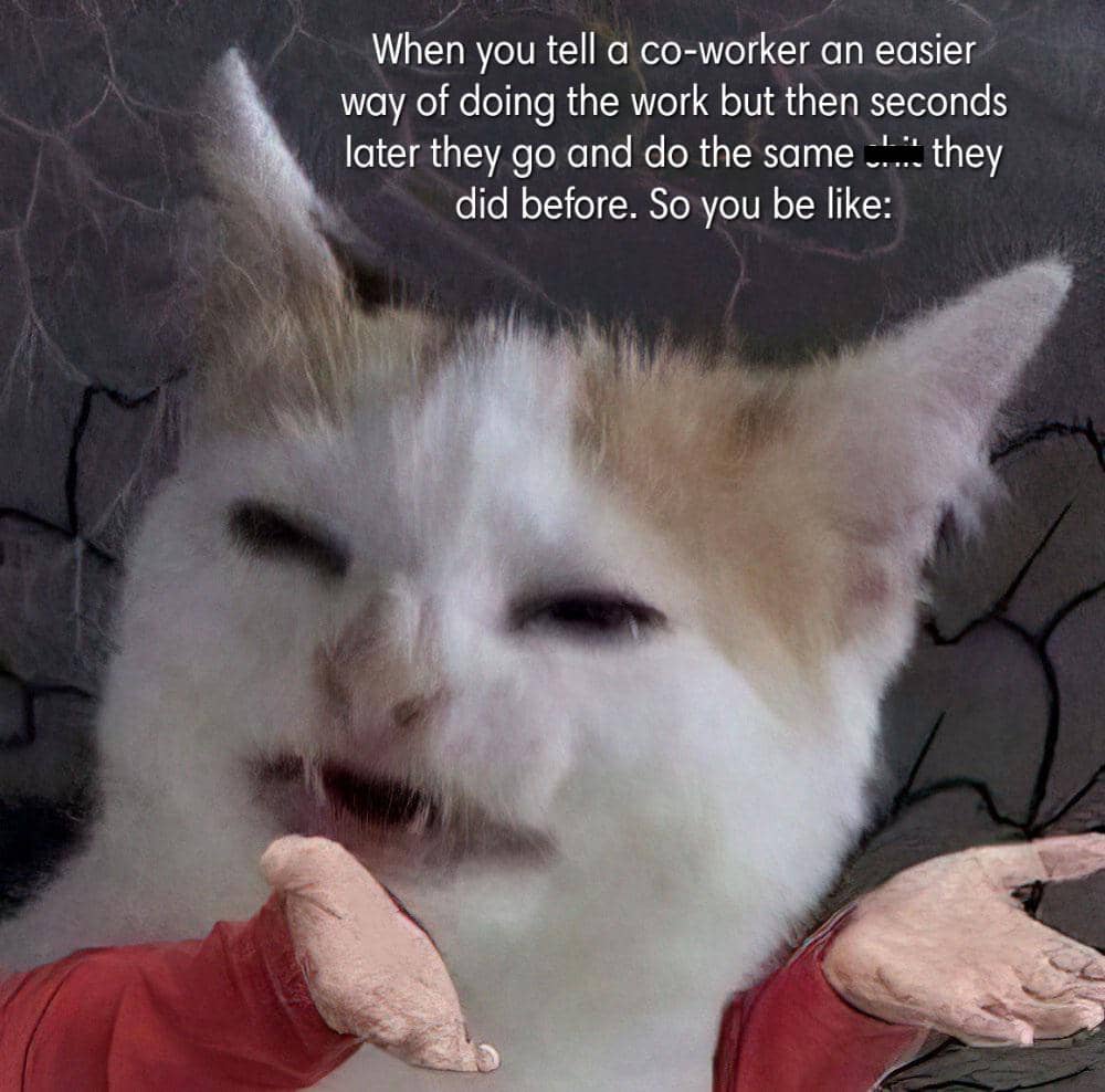 meme kucing tentang rekan kerja