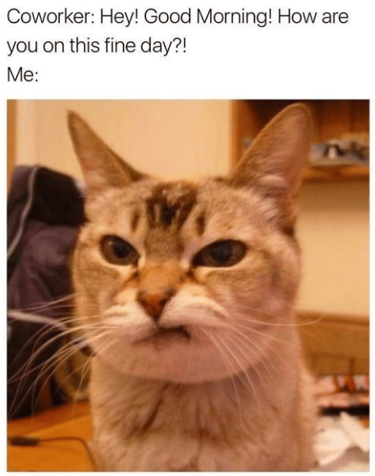 meme kucing tentang rekan kerja