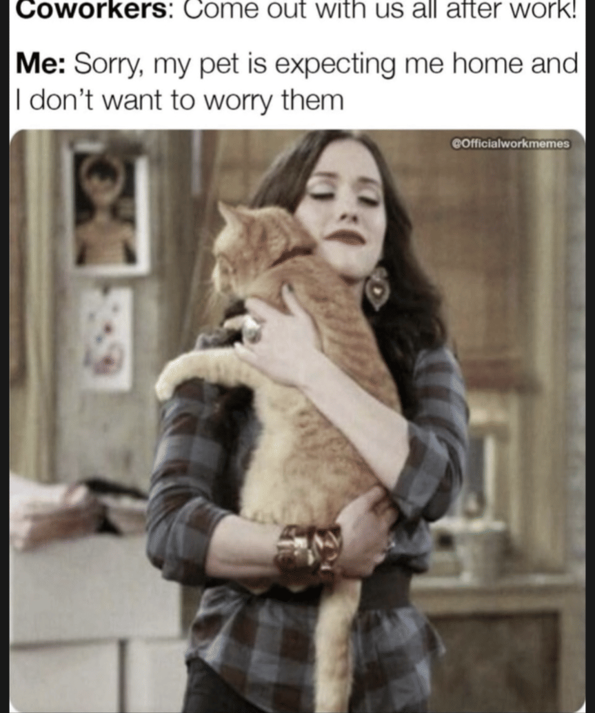 meme kucing tentang rekan kerja