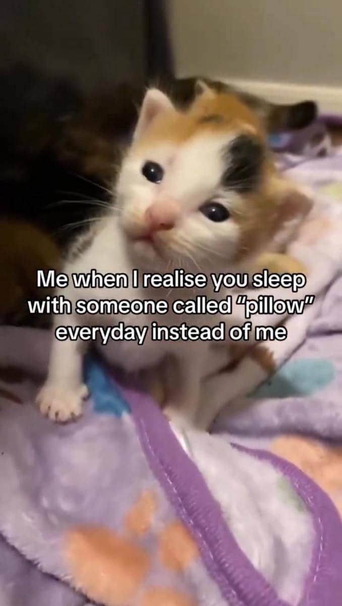 meme kucing tentang bantal