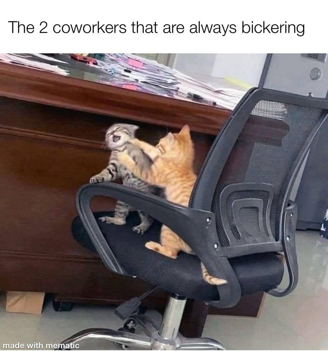 meme kucing tentang rekan kerja