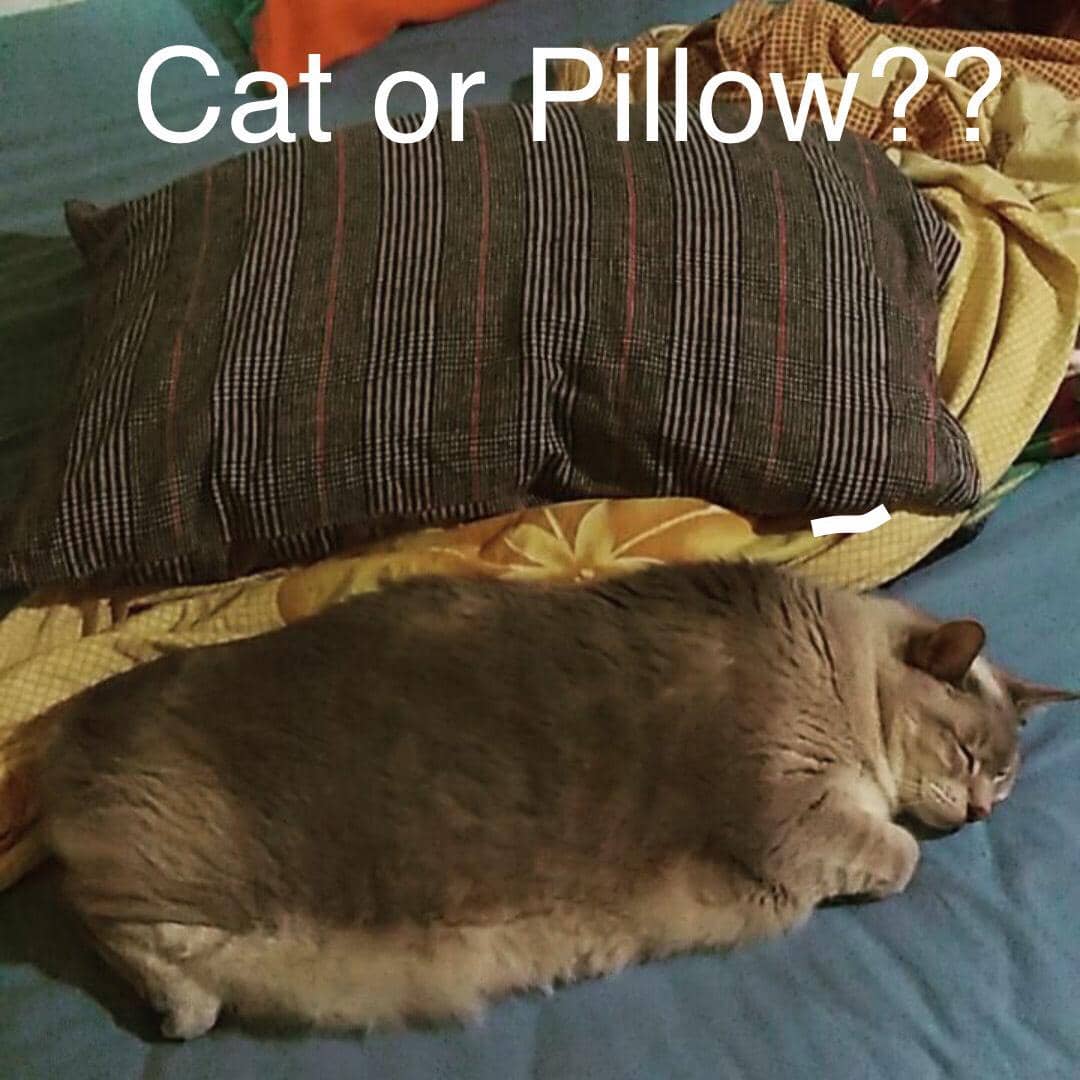 meme kucing tentang bantal