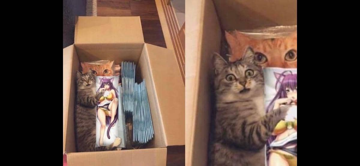 meme kucing tentang bantal