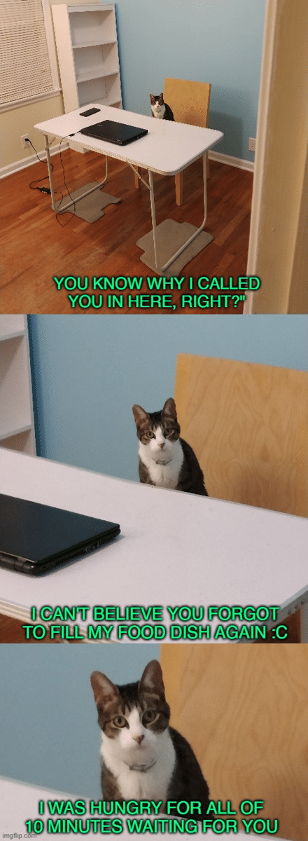 meme kucing tentang rekan kerja