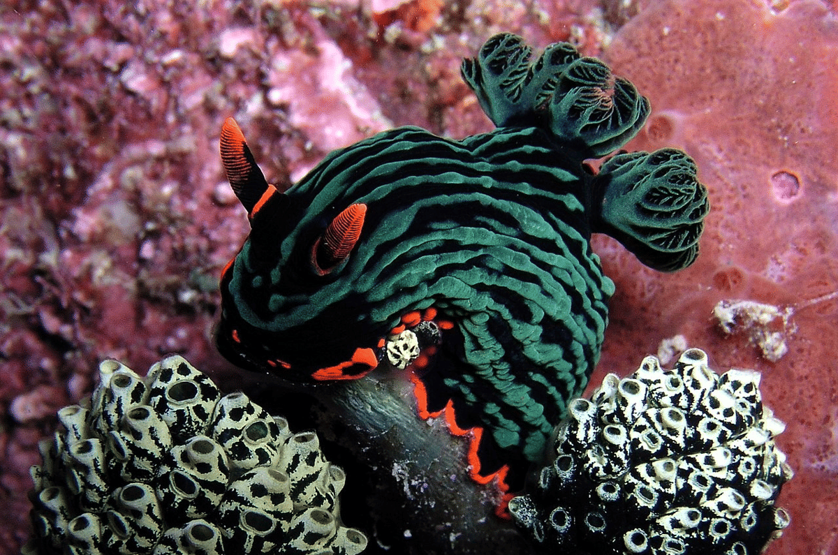 5 Hewan Laut dengan Gerakan Terunik, Tak Berenang Seperti Ikan