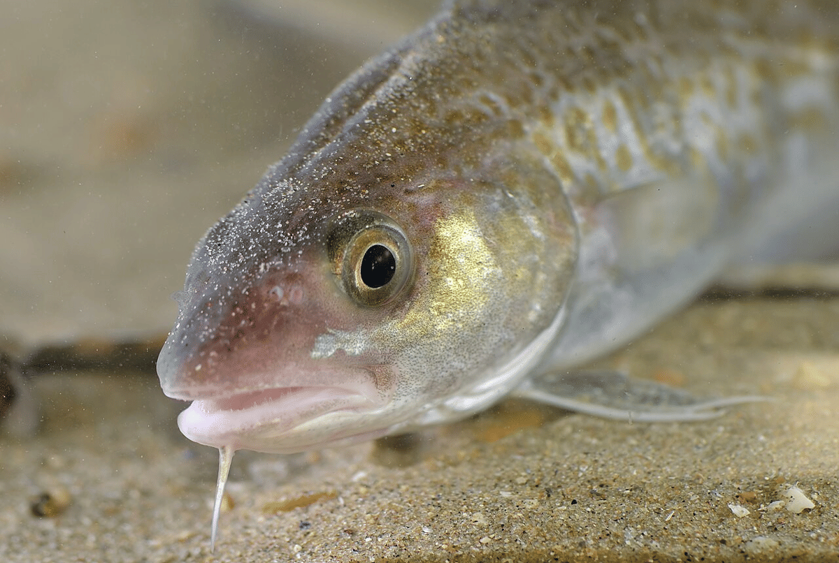 5 Ikan Lezat dengan Kandungan Vitamin Tinggi, Baik untuk Kesehatan