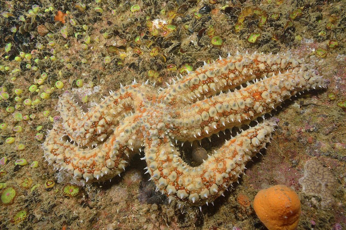bintang laut