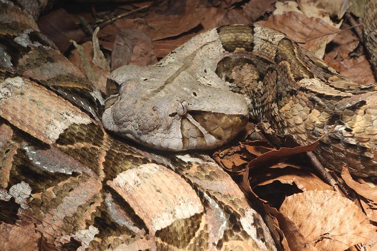 gaboon viper