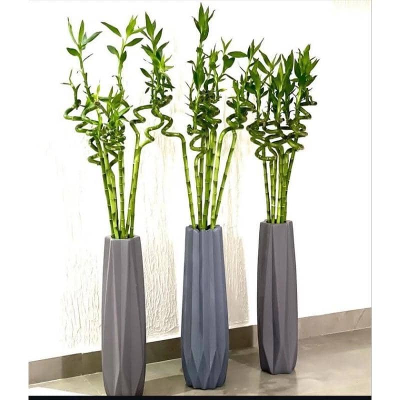 Tanaman bambu hoki Imlek 2026