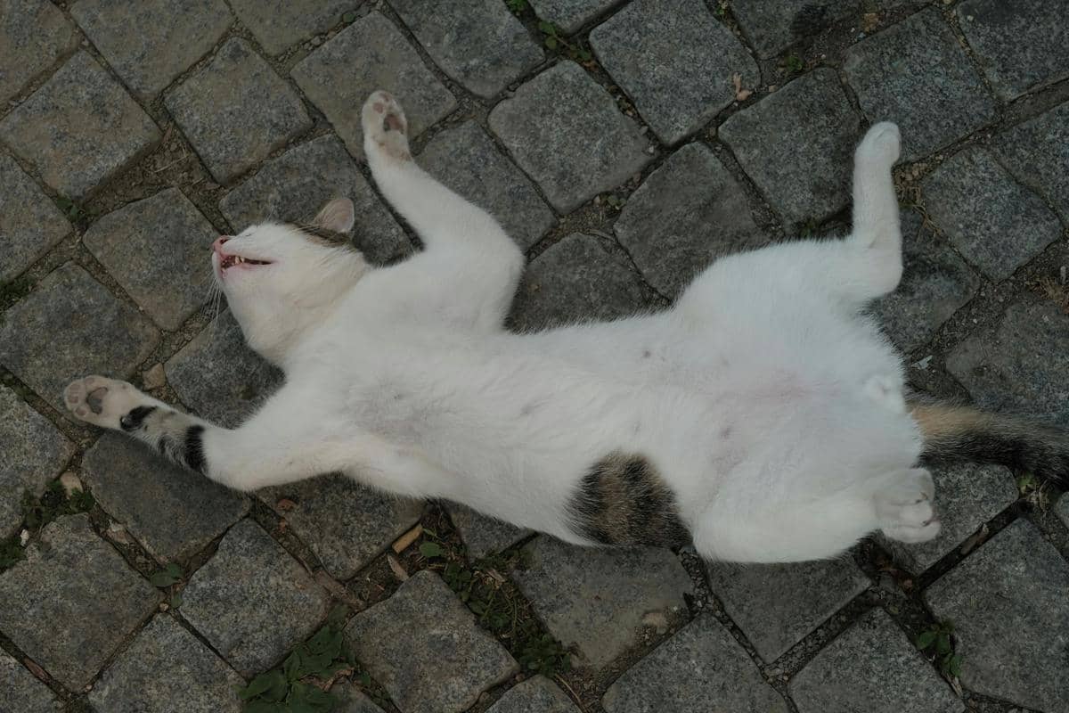 ilustrasi kucing berbaring terlentang