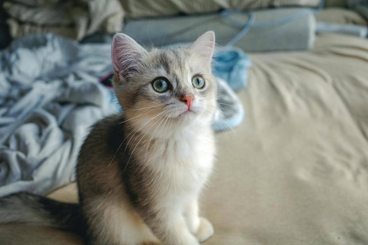 ilustrasi kucing yang diam 