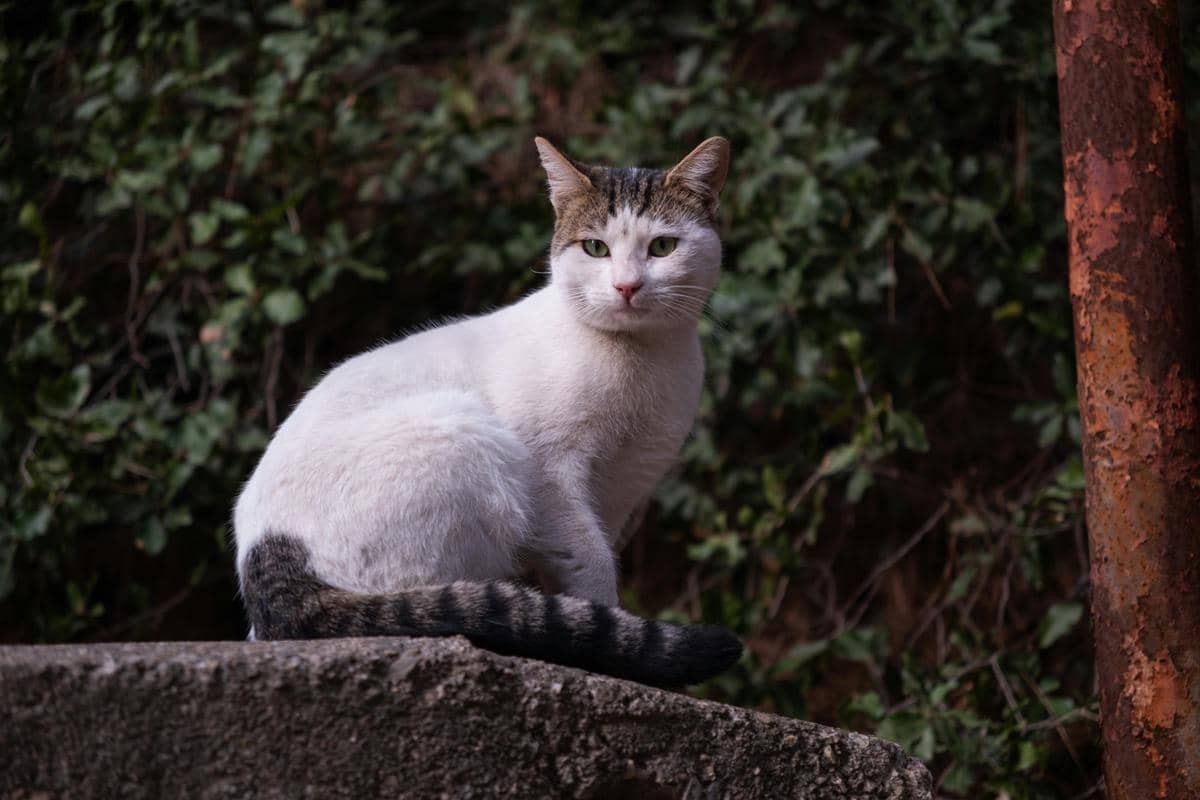 ilustrasi bahasa tubuh kucing