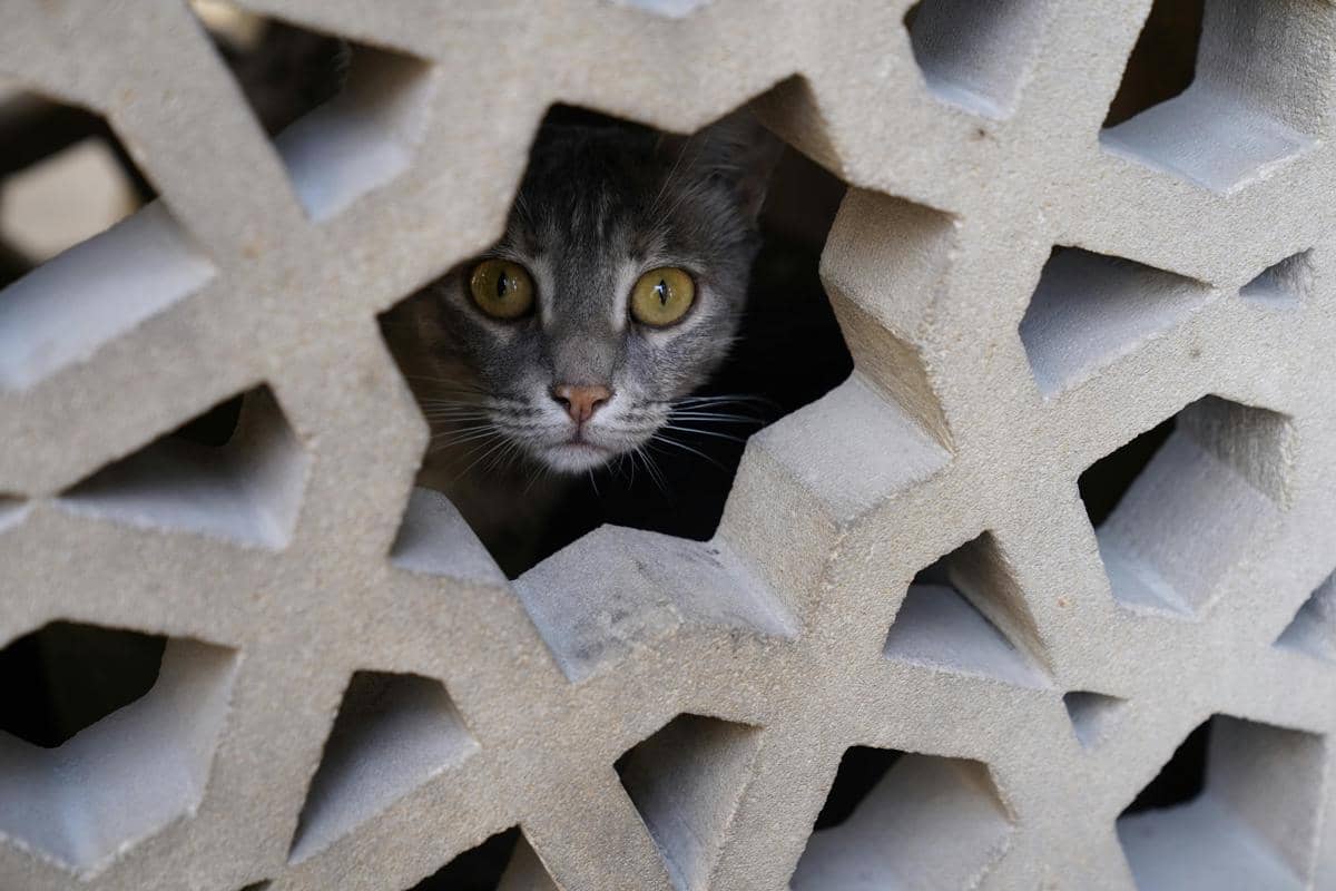 ilustrasi kucing yang berada di ruang sempit