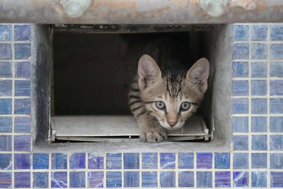 ilustrasi kucing yang berada di ruang sempit