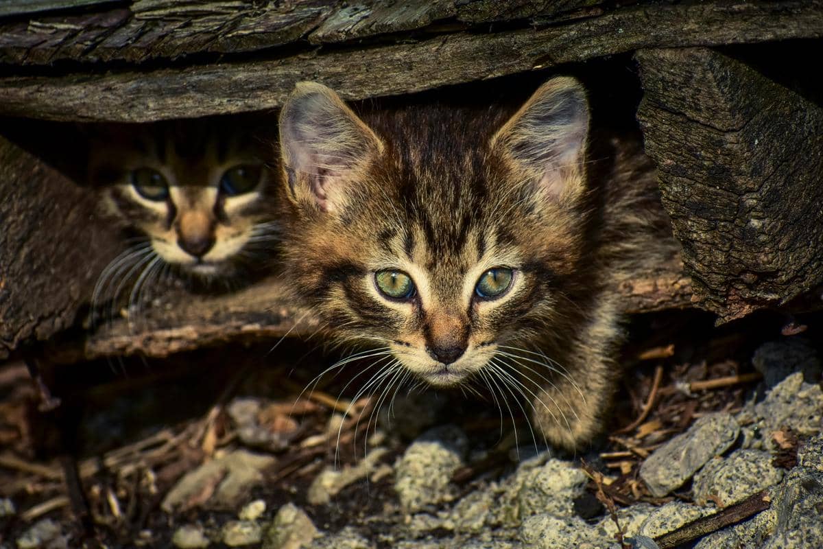 ilustrasi kucing yang berada di ruang sempit