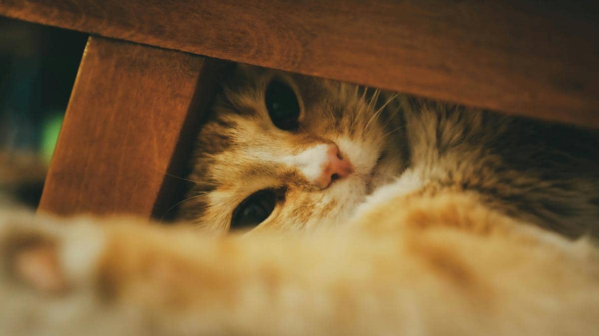 ilustrasi kucing yang berada di ruang sempit