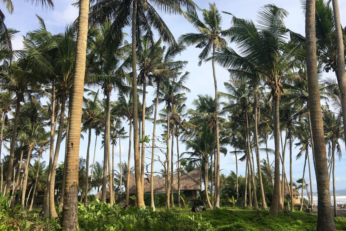 pohon-pohon kelapa di tepi Pantai Pasut 