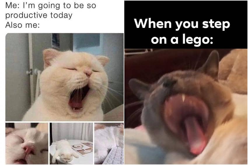 kolase meme kucing menguap