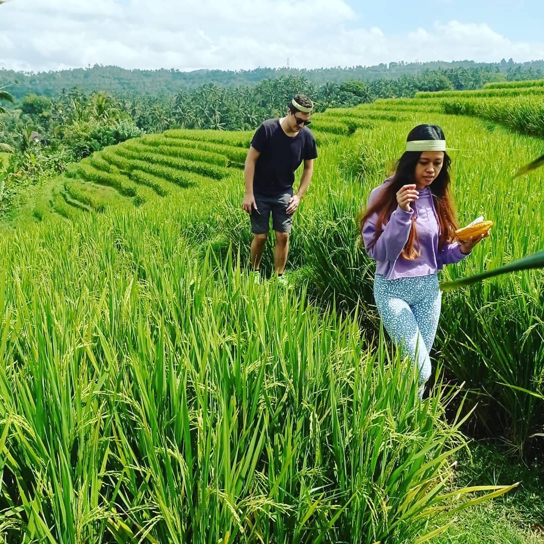 suasana di Belimbing Rice Terrace