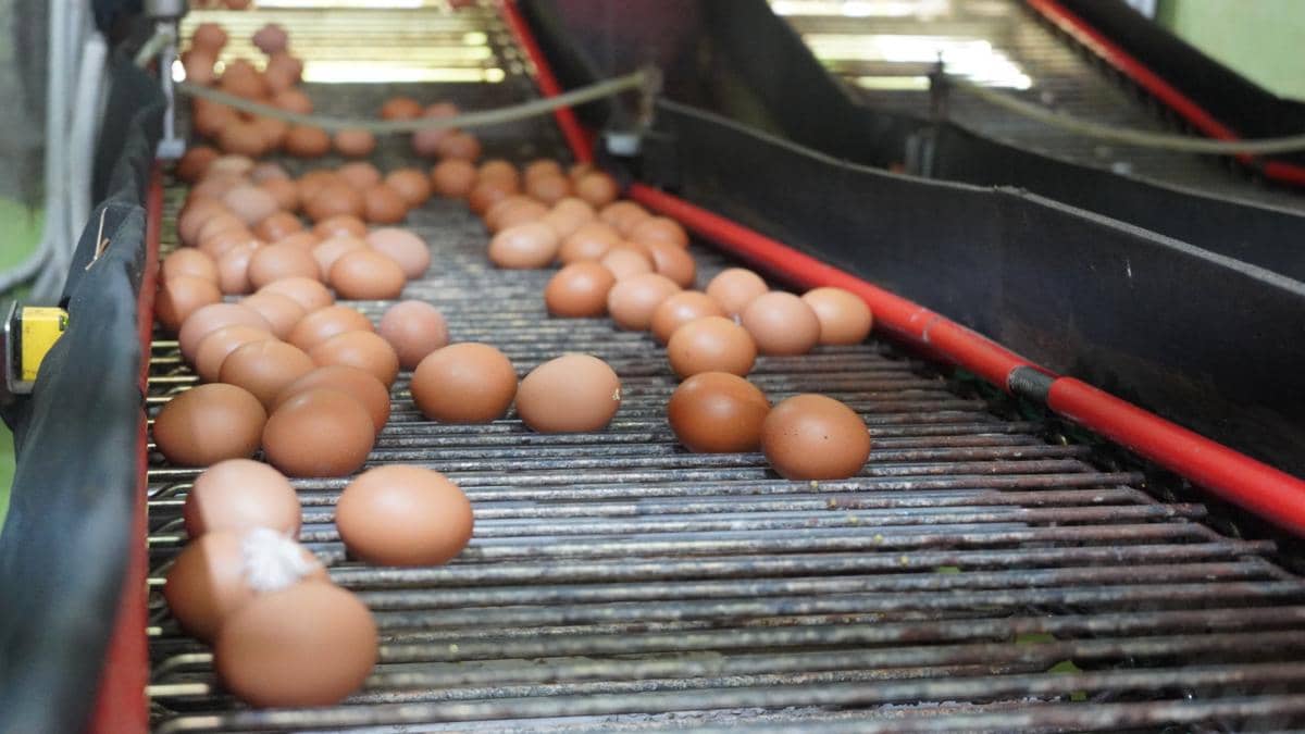 Telur ayam asal Banyuasin bakal Go Ekspor