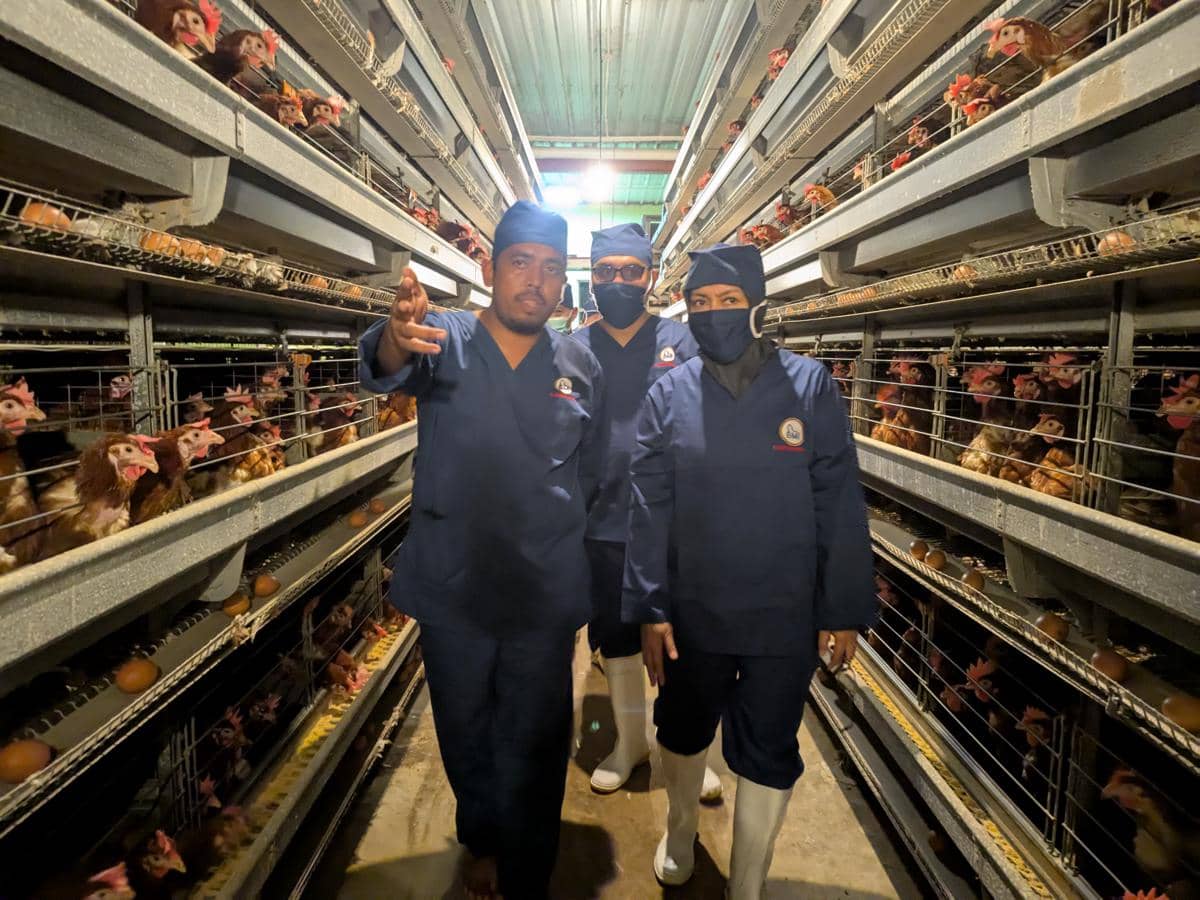 Telur ayam asal Banyuasin bakal Go Ekspor