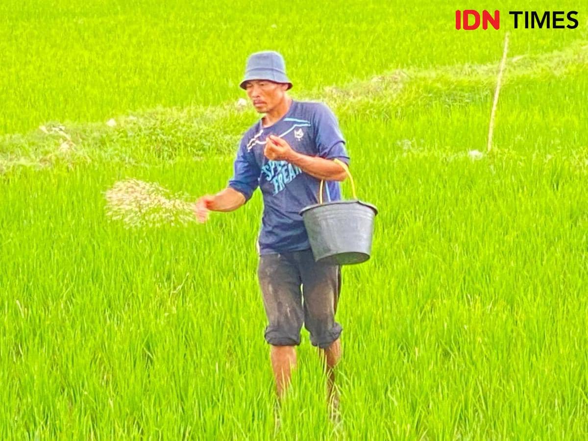 Seorang petani di Kecamatan Gerung Lombok Barat sedang memupuk padi.