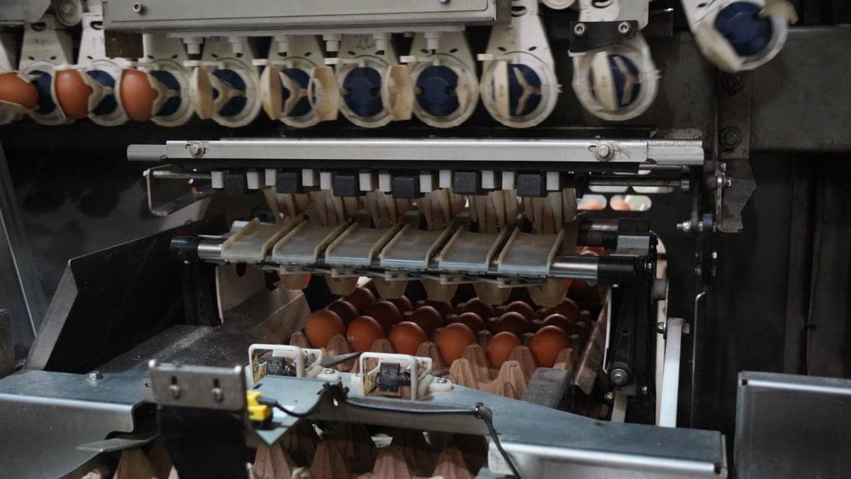 Telur ayam asal Banyuasin bakal Go Ekspor