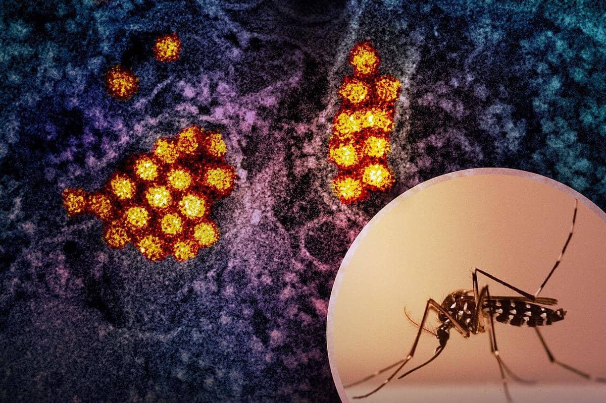 Virus dengue dan nyamuk penyebab demam berdarah/DBD.