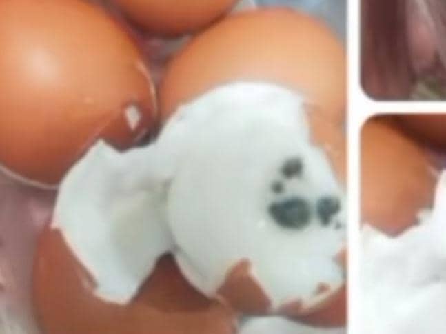 Telur busuk diduga hasil sabotase relawan SPPG