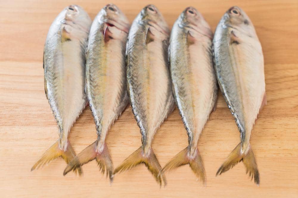 ilustrasi ikan sarden