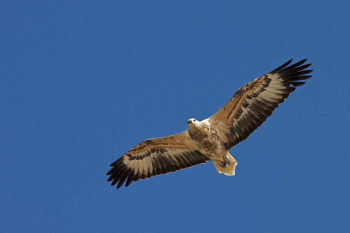 elang laut dada putih