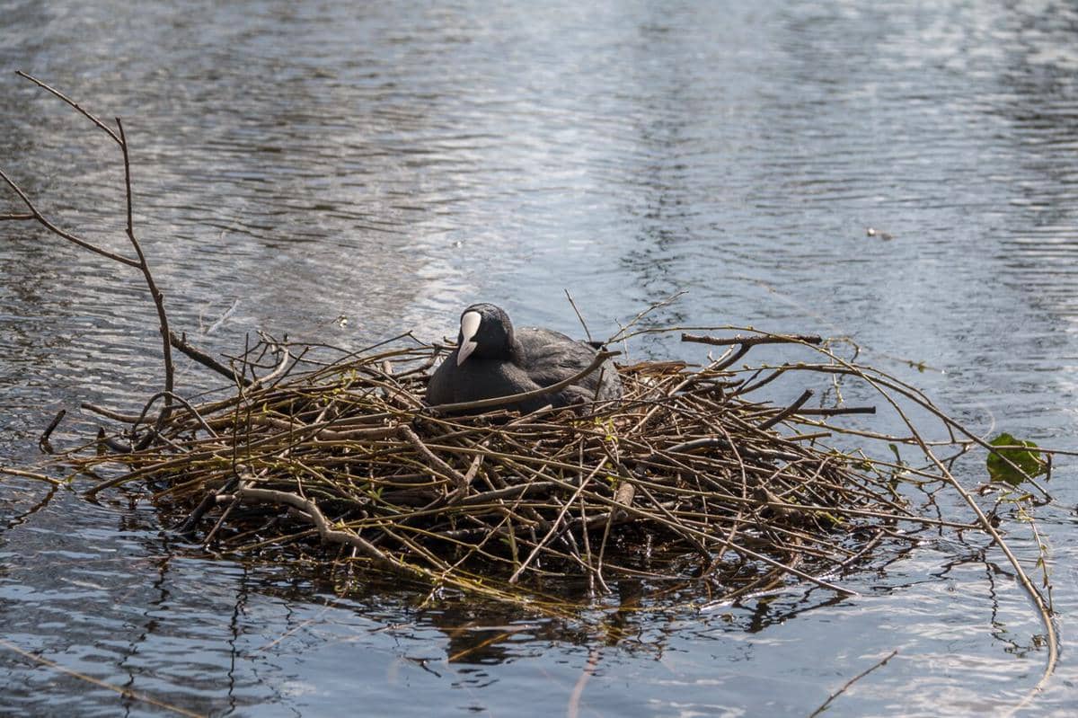 ilustrasi sarang burung