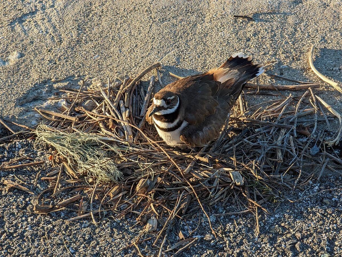 ilustrasi sarang burung