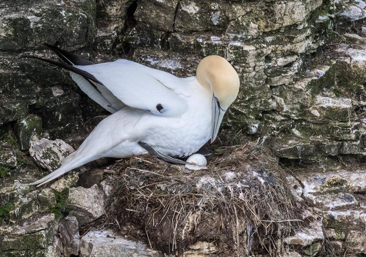 ilustrasi sarang burung