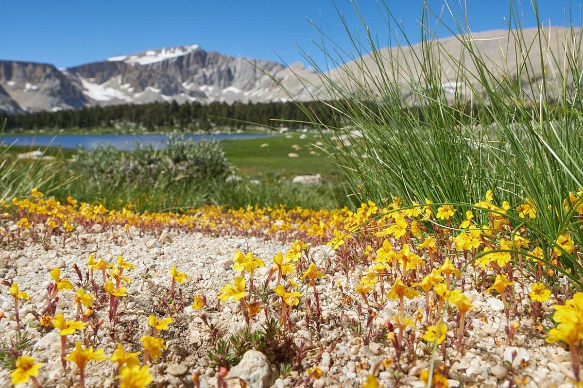 potret padang bunga di Pegunungan Alpen