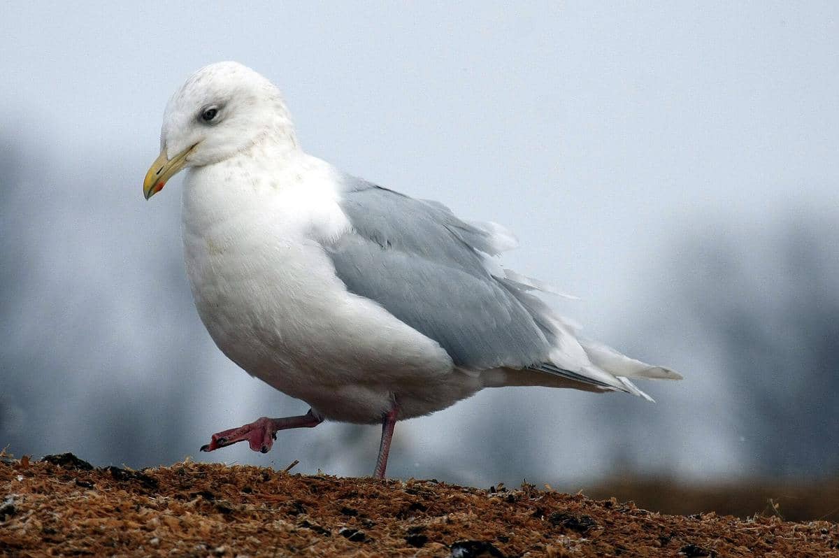 Iceland Gull 