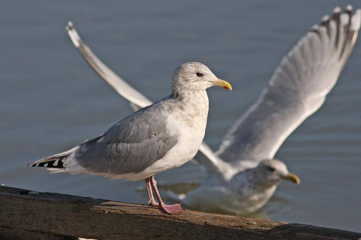 Iceland Gull 