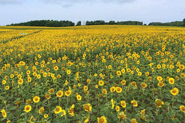ladang bunga matahari di Hokuryu, Hokkaido, Jepang