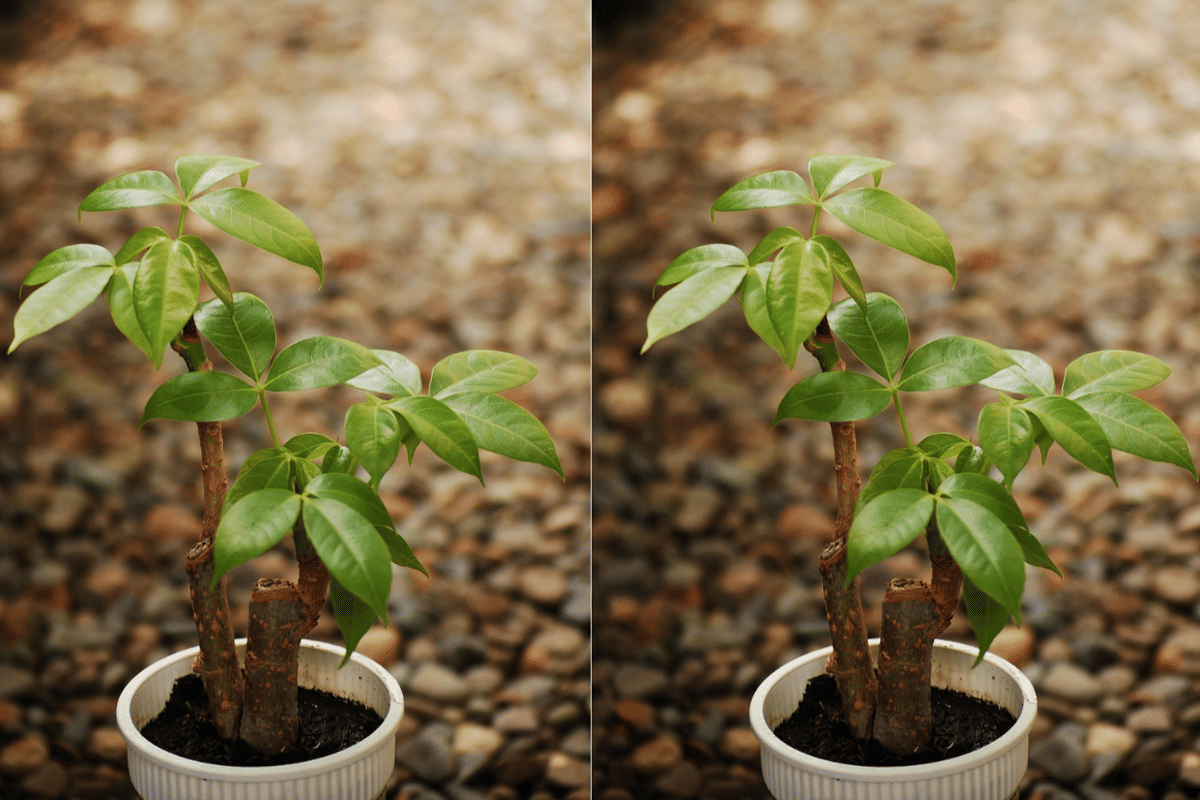 ilustrasi money tree 