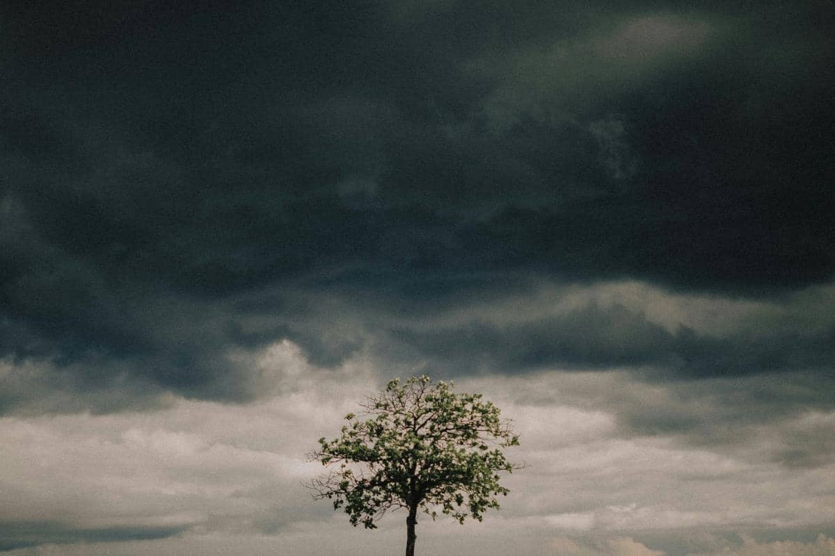Pohon hijau ditengah awan mendung