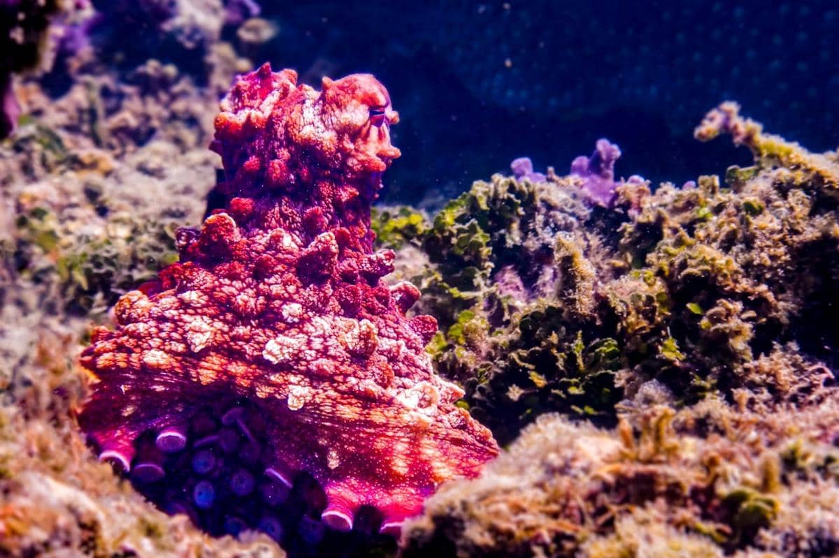 Ilustrasi kamuflase gurita.