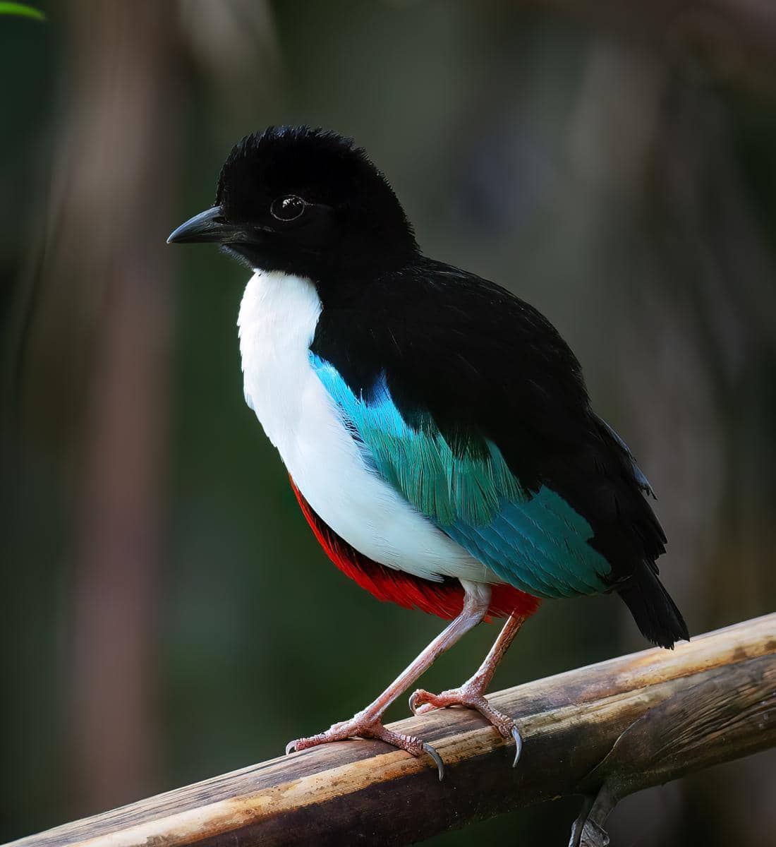 burung paok halmahera yang memiliki nama latin Pitta maxima merupakan burung endemik Maluku Utara 