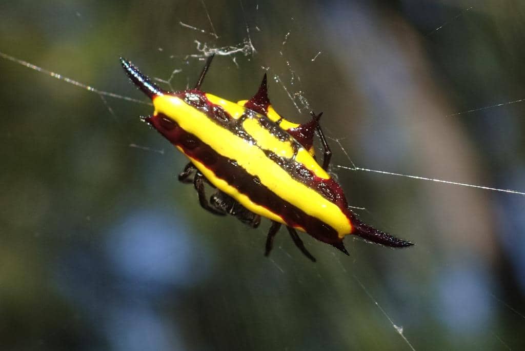 Laba-Laba Gasteracantha fornicata