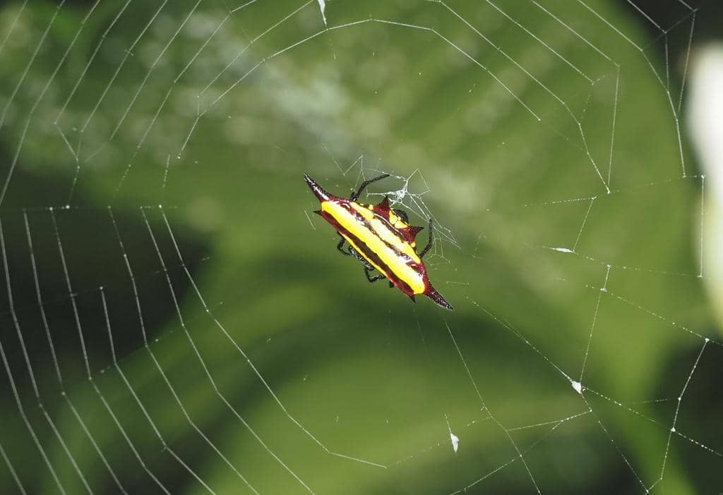 Laba-Laba Gasteracantha fornicata